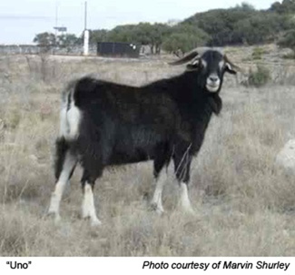 Bradshaw Goats