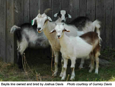 Baylis goats