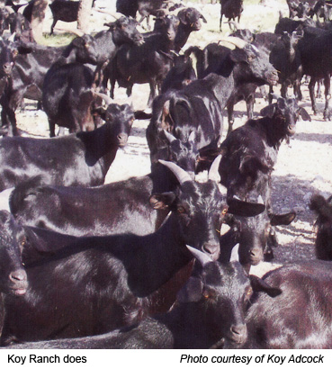 Koy ranch does courtesy of Koy Adcock