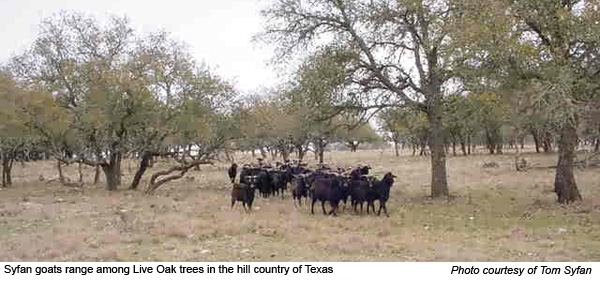 Tom Syfan's black Spanish goats