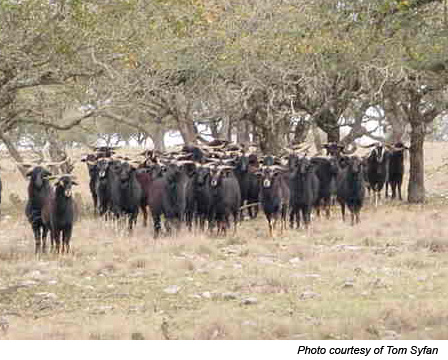 Mostly Baylis bloodline