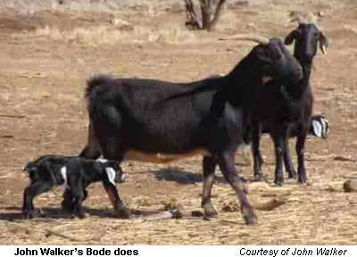 John Walker maintains the Bode bloodline